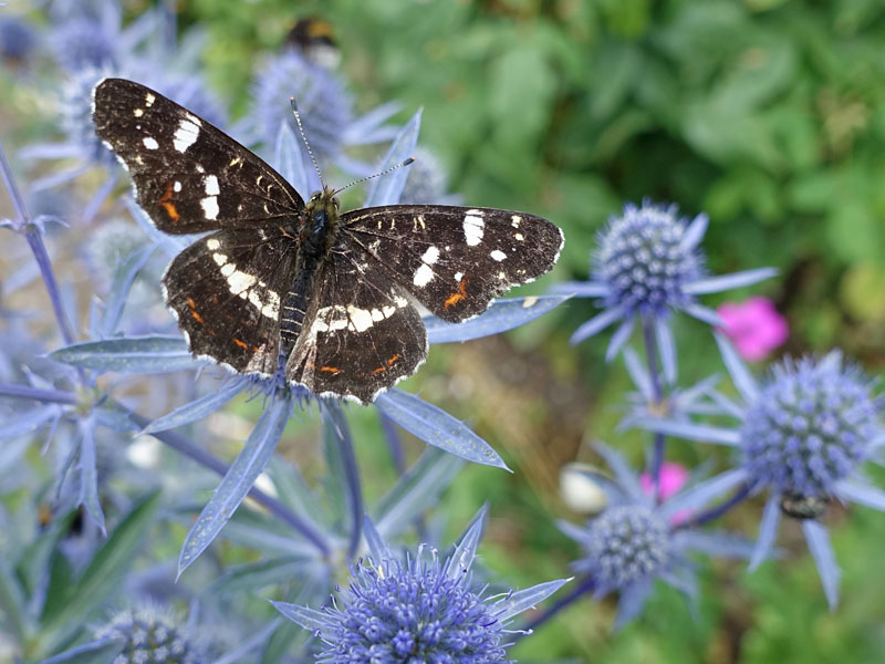  vlinder landkaartje in zomervorm 