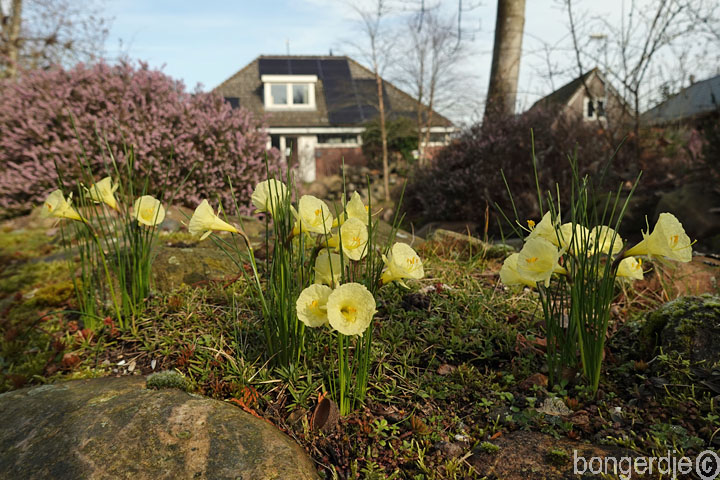 eerste bloei, kleine gele narcissen