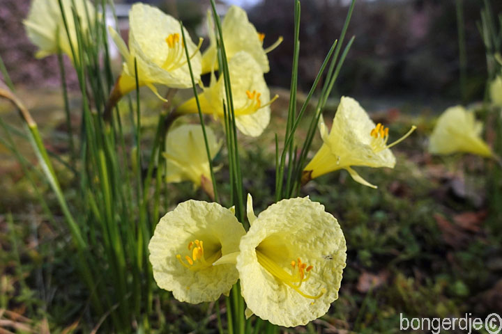 kleine gele narcissen