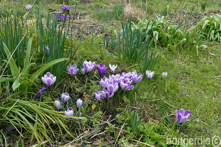 lente aangebroken op de Bongerd, krokussen