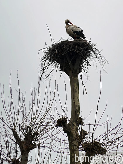 ooievaarsnest in de buurt van De Bongerd