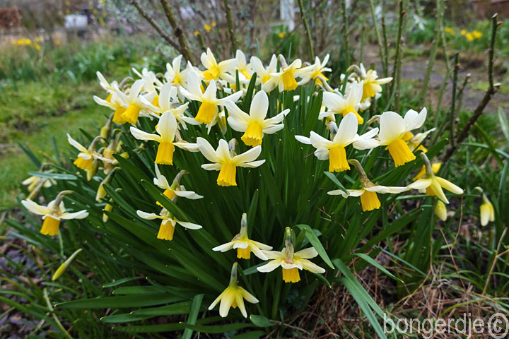 lente aangebroken op de Bongerd, gele narcissen