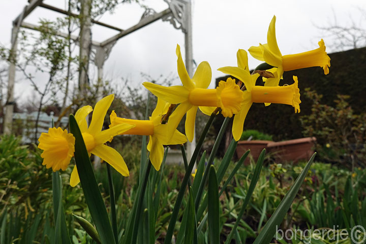 lente aangebroken op de Bongerd