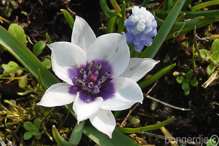 de botanische tulp tulipa humilis 'AlbaCoerulea Oculata' in bloei