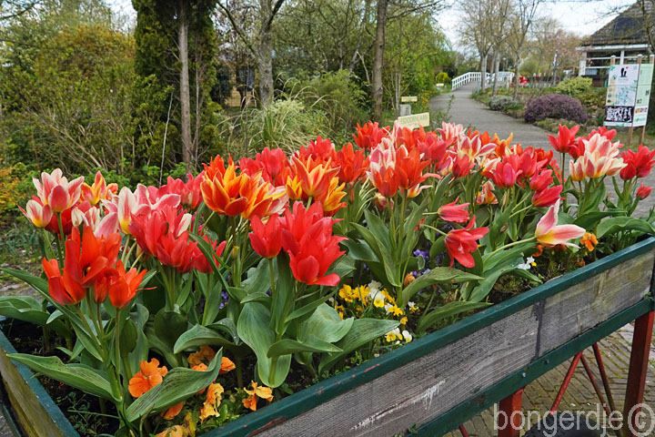 tulpenmania op de Bongerd