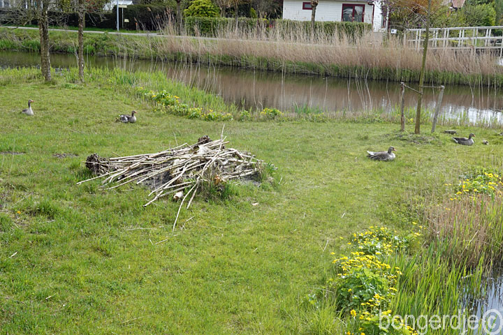 grauwe ganzen op de Bongerd