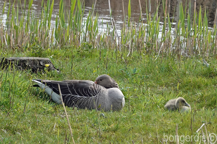 grauwe gans met jong op de Bongerd