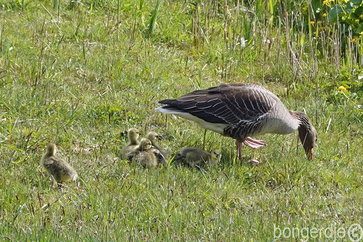 grauwe gans met jongen op de Bongerd