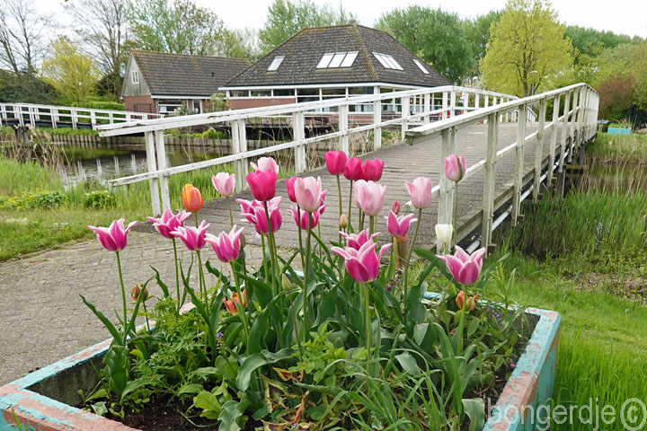 tulpenmania op de Bongerd