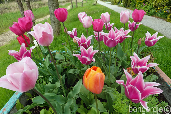 tulpenmania op de Bongerd