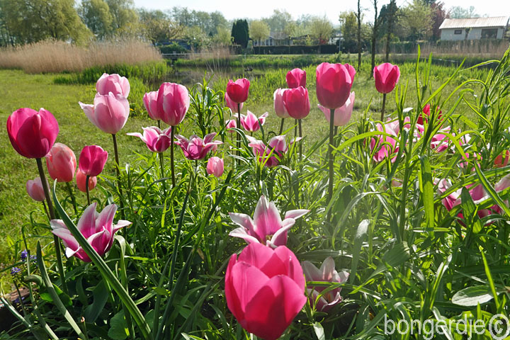 tulpenmania op de Bongerd