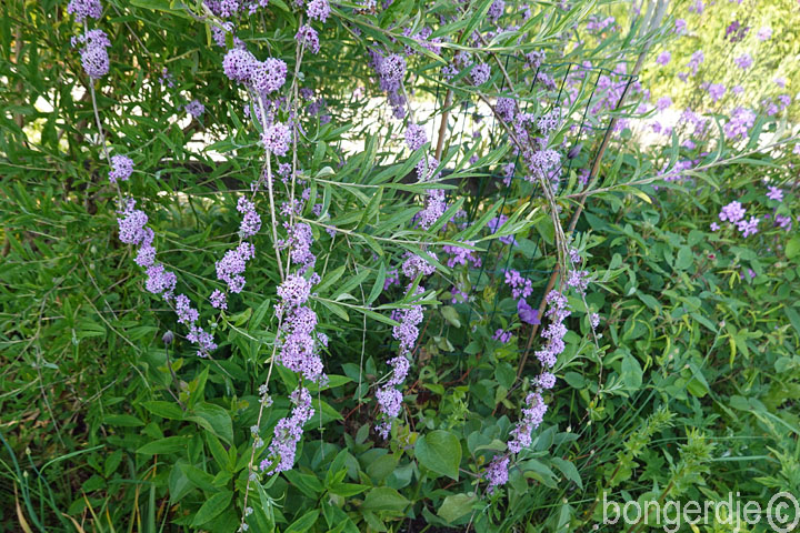 honinggeurende vlinderplant