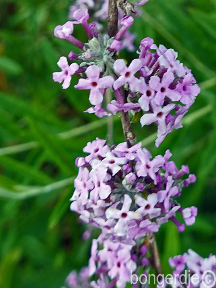 honinggeurende vlinderplant