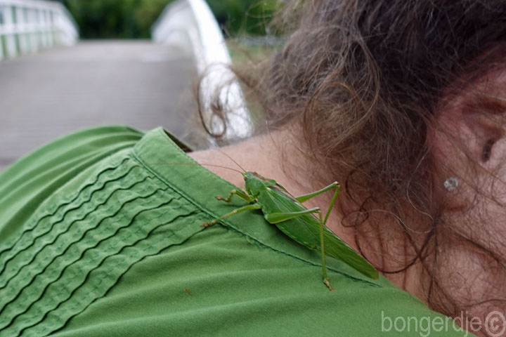 sprinkhaan houdt van groen