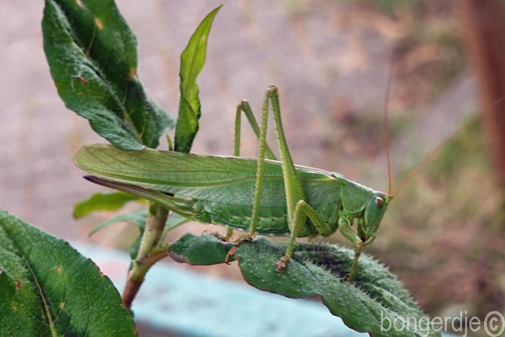 sprinkhaan houdt van groen