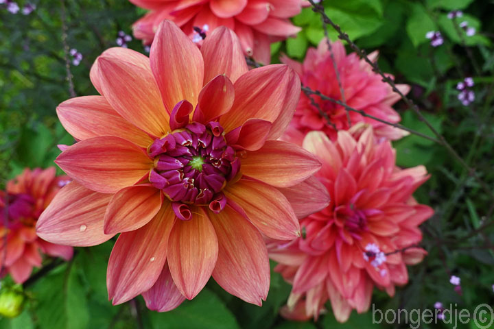 dahlia American Dawn Bongerd