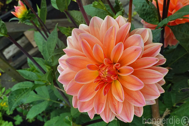 dahlia Mister Frans Bongerd