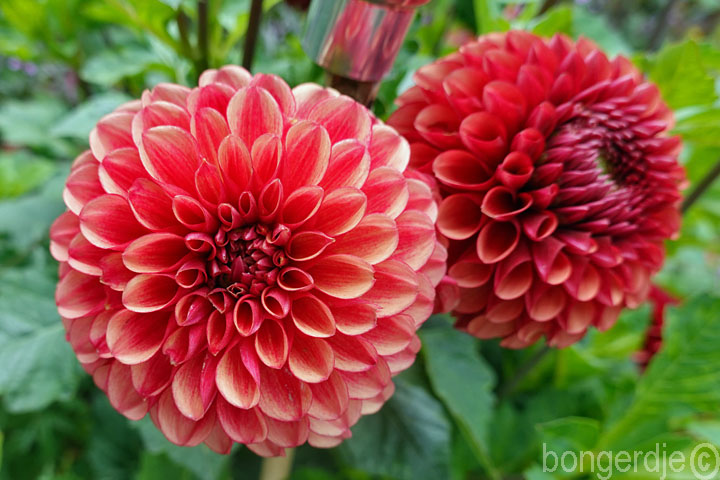 dahlia nr.809 Bongerd