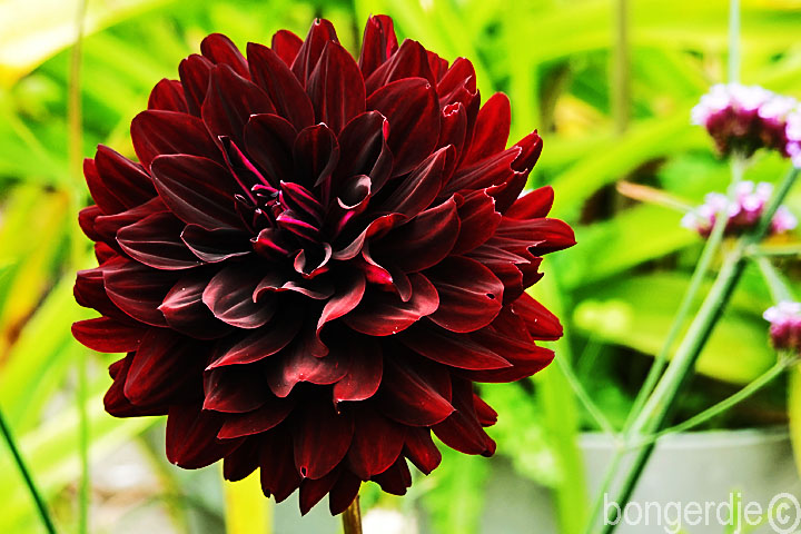 dahlia Holly Hill Black Beauty Bongerd