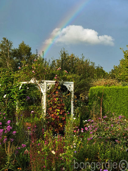 regenboog over de bongerd