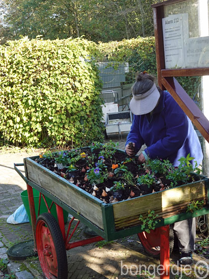 Bongerd beplanten kar voor komend seizoen