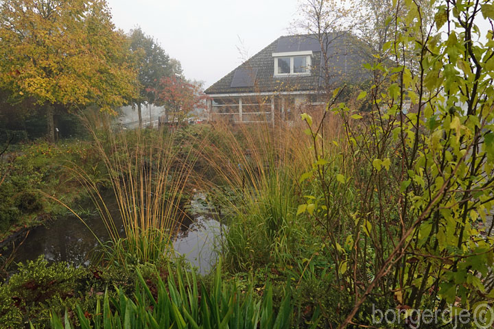 herfst - mistig op de Bongerd