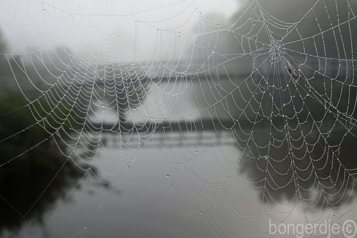 herfst - mistig op de Bongerd