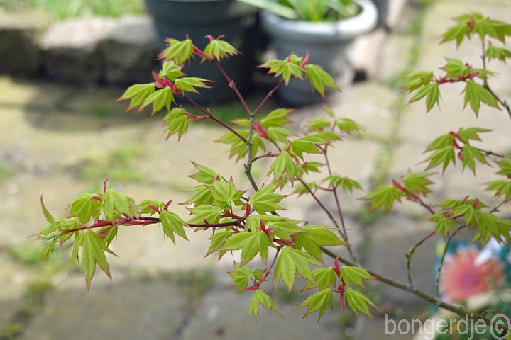  japanse esdoorn 