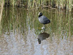  meerkoet loopt op het water 