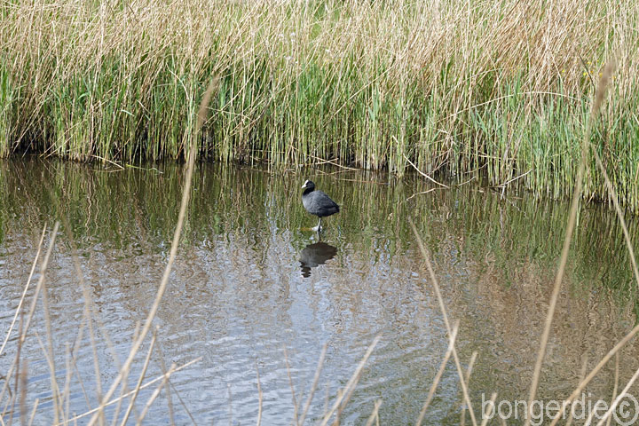  meerkoet loopt over het water 