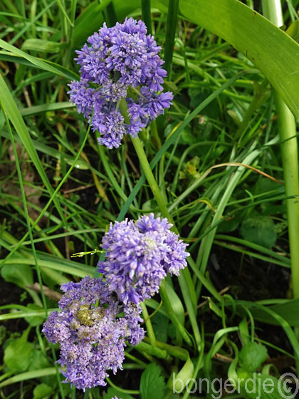  blauwd ruifje xl vermeerdert zich