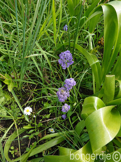  blauwd ruifje xl vermeerdert zich