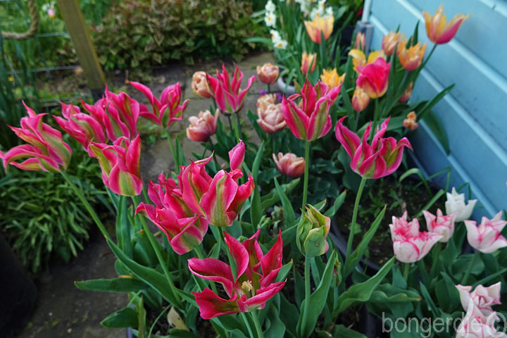  te vroege tulpen 