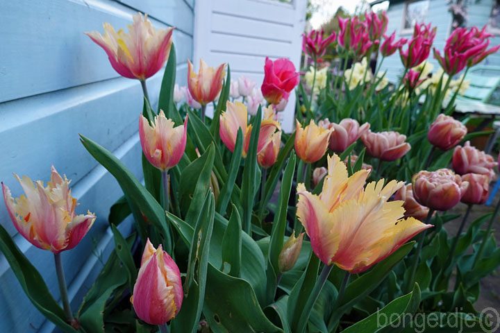  te vroege tulpen 