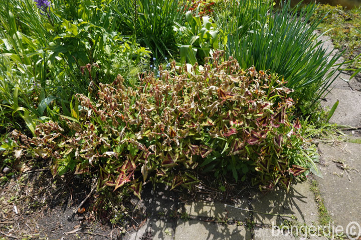  nachtvorst schade aan planten 