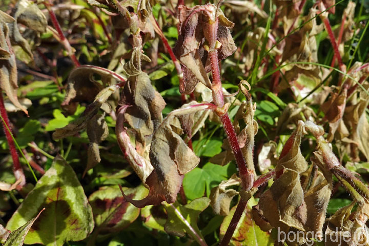  nachtvorst schade aan planten 