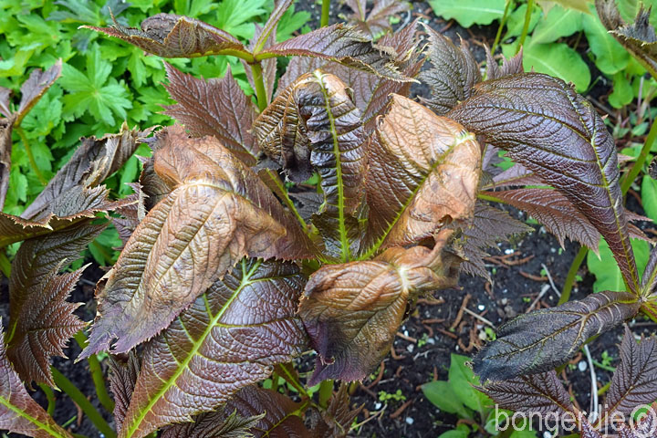  nachtvorst schade aan planten 