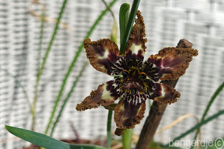  Ferraria crispa oftewel Zeester iris 