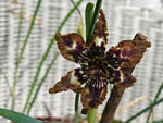  Ferraria crispa oftewel Zeester iris 