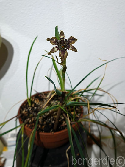  Ferraria crispa oftewel Zeester iris 