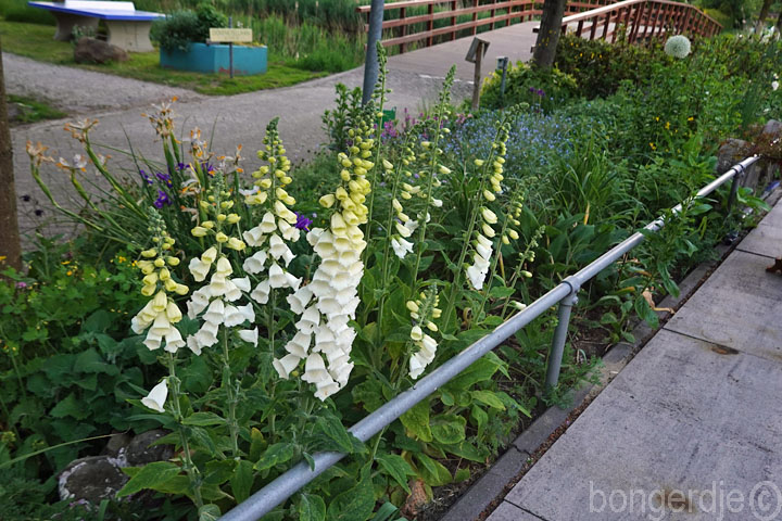  witte foxglove in bloei op terrastuin 