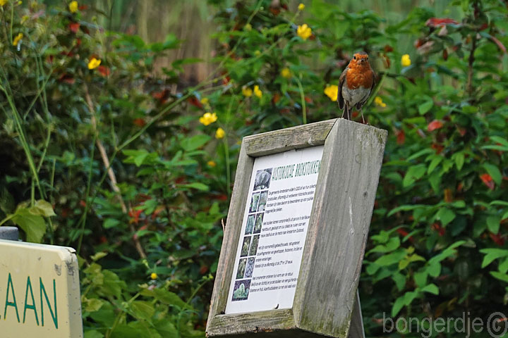  roodborstje op achterhaald infobord 