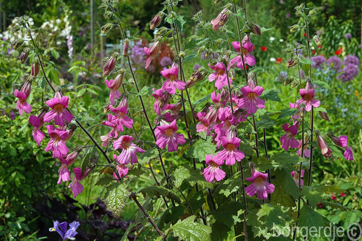  Chinese foxglove 