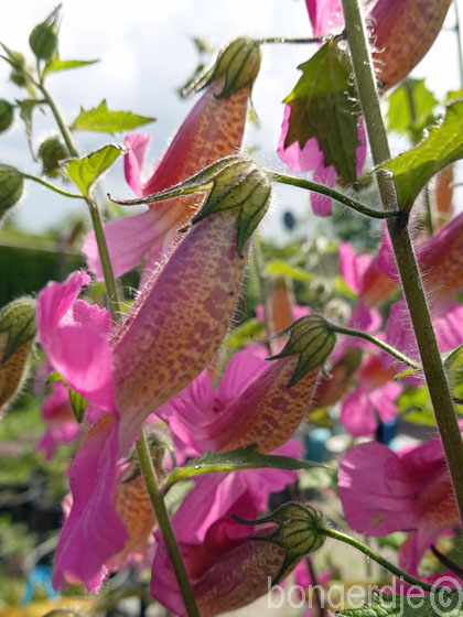  Chinese foxglove 