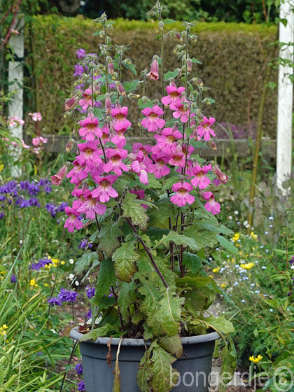  Chinese foxglove 