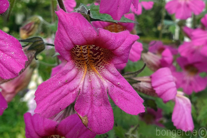  Chinese foxglove 