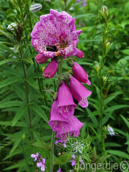  Vingerhoedskruid  pelorische topbloem 