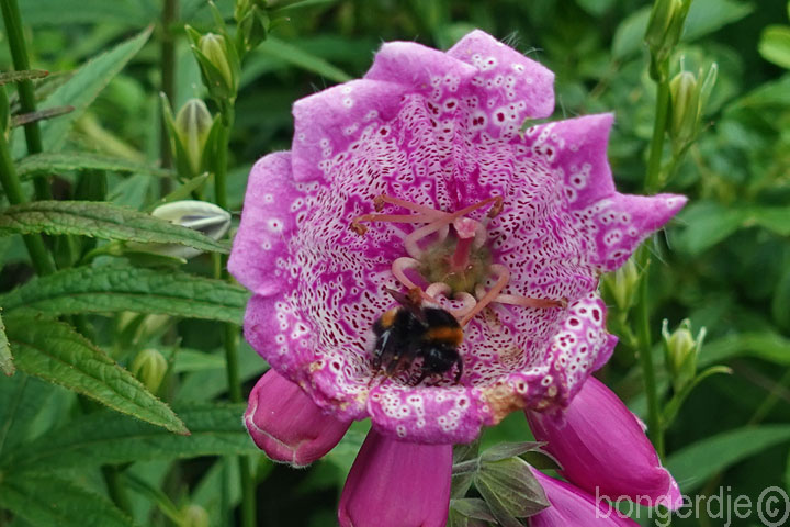  Vingerhoedskruid  pelorische topbloem 