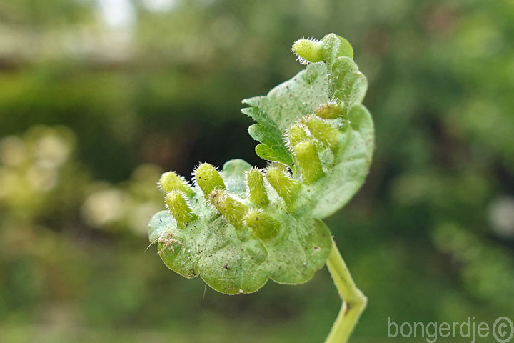  Rondaniola bursaria 