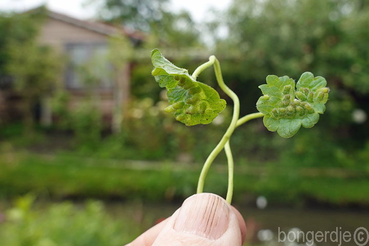  Rondaniola bursaria 